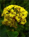 sm 398 Yellow Sand Verbena